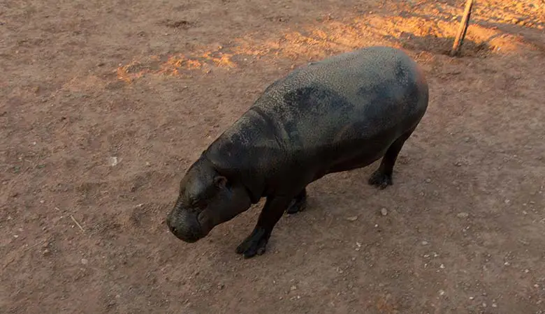 Pigmy-Hippo-400-pounds