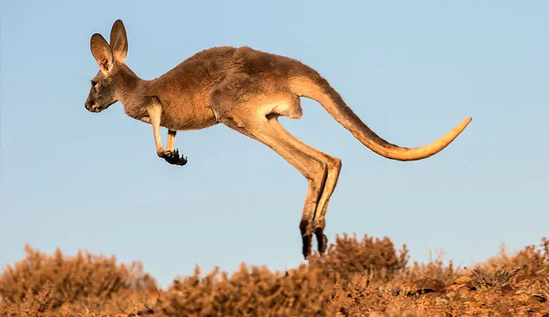 Red-Kangaroo-150-pounds