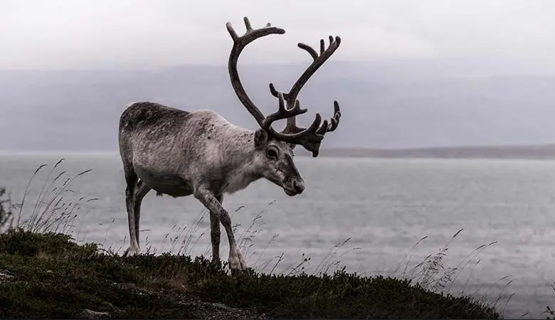 Reindeer-400-pounds