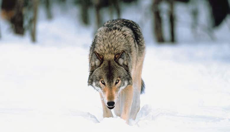 Russian-Gray-Wolf-150-pounds