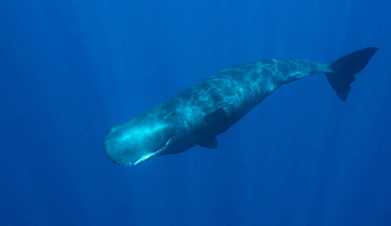 Sperm-Whale-weight