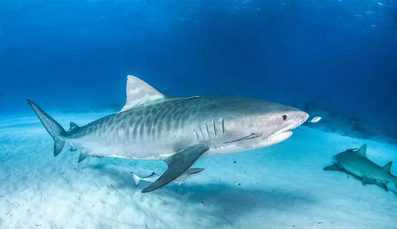 Tiger-Sharks-1200-pounds