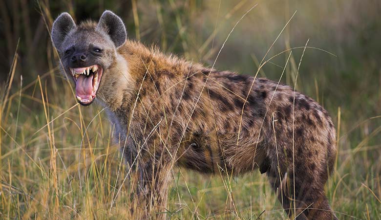 hyena-100-pounds
