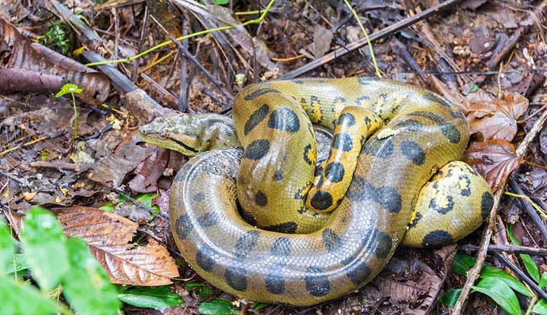 Green-Anaconda-600-pound
