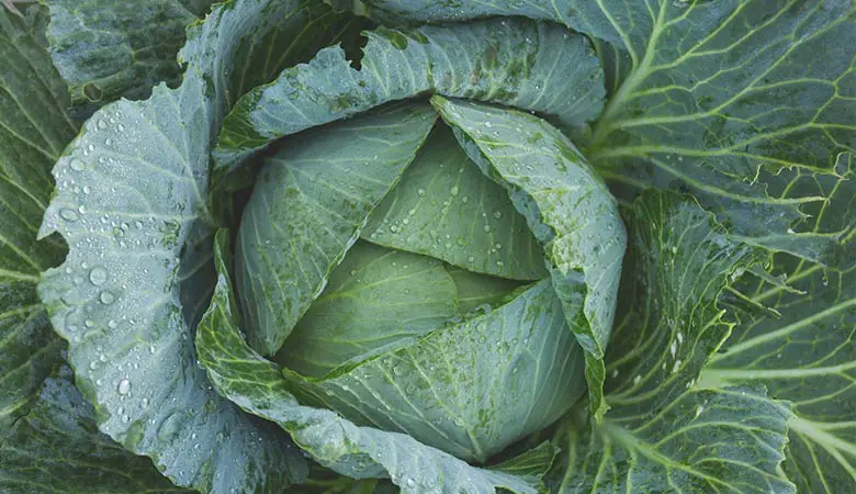 Green-Cabbage-weight