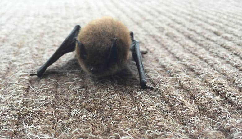 Kitti’s-Hog-Nosed-Bat-lightest-animal