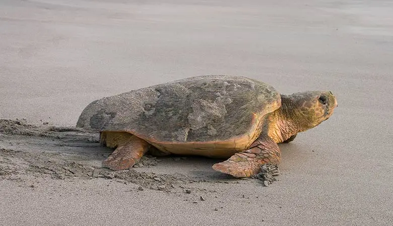 Loggerhead-Sea-Turtles-200-pounds