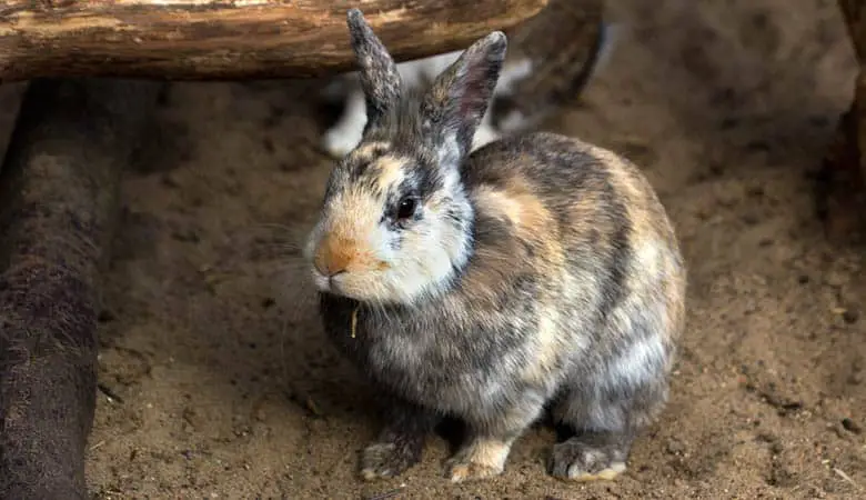 Pygmy-Rabbit-weight