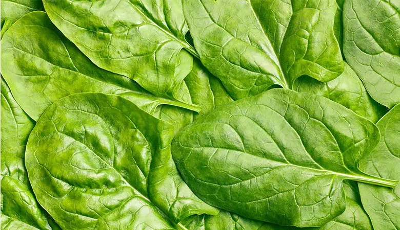 Spinach-lightest-vegetable