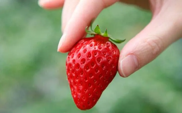 Strawberries-light-fruit