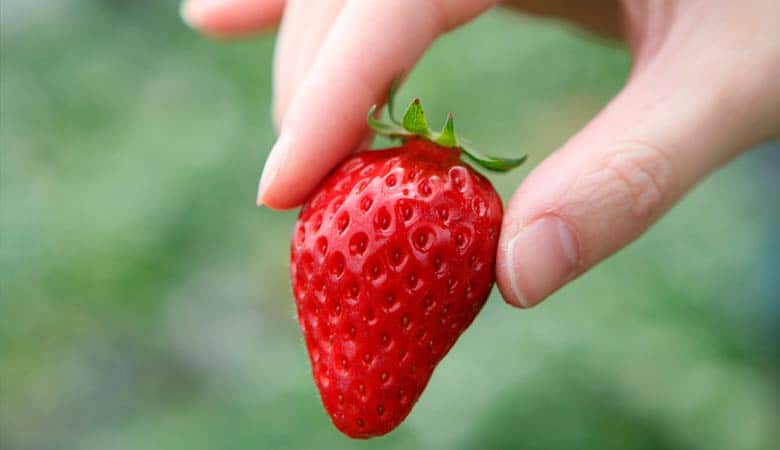 Strawberries-light-fruit