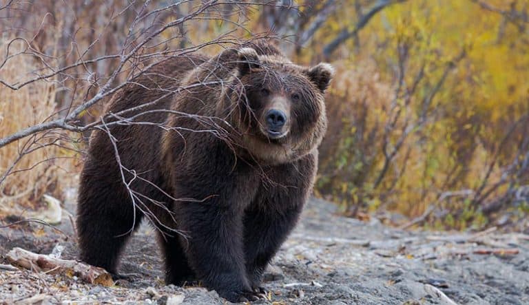 The 15 Heaviest European Land Animals