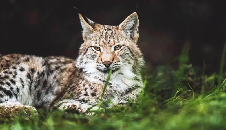 Eurasian-Lynx-weight