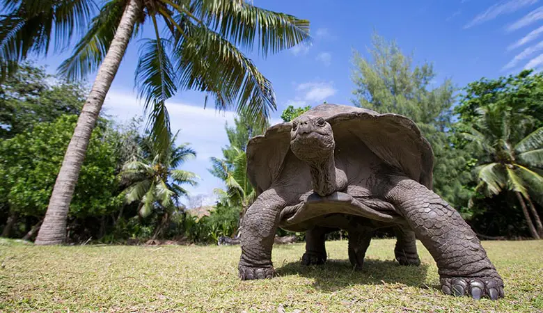 Aldabra-Giant-Tortoise-heavy-reptile