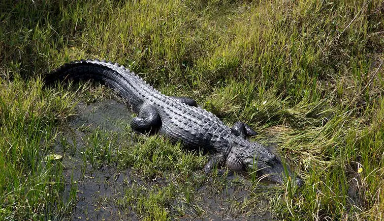 American-Alligator-heavy-reptile