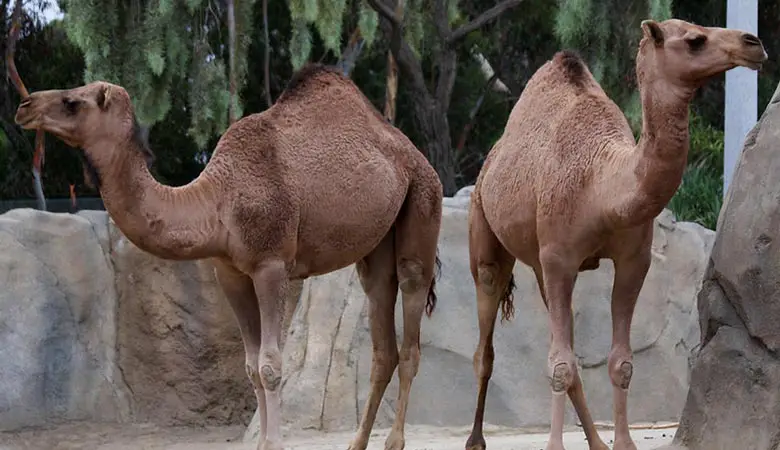 Dromedary-Camel-500-kilogram