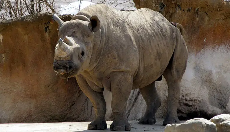 Eastern-black-rhino-weight