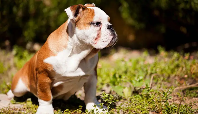 French-bulldogs-10-kilograms