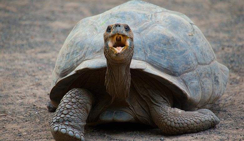 Galápagos-Tortoise-heavy-reptile