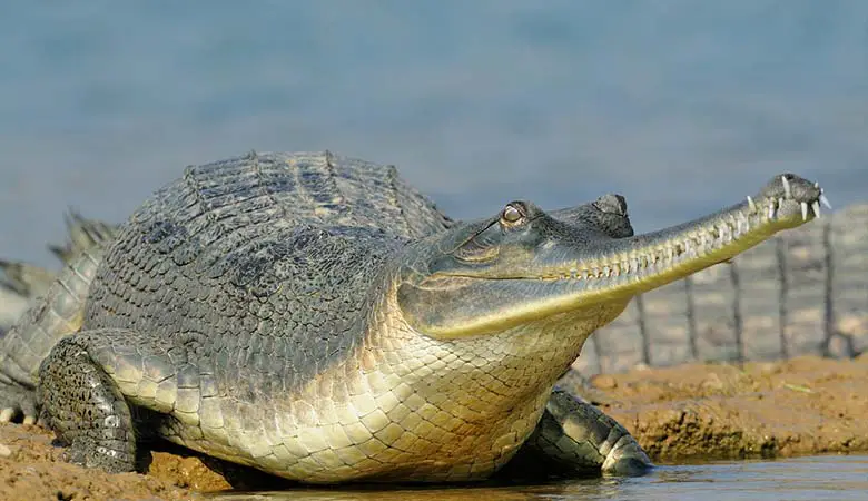 Gharial-heavy-reptile