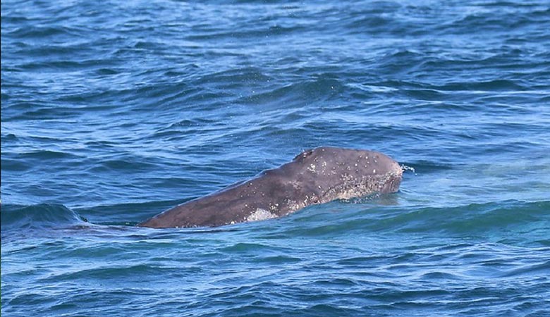 Gray-Whale-(newborn)-500-kilograms