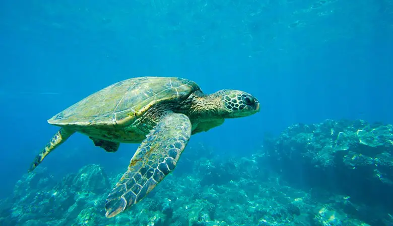 Green-Sea-Turtle-heavy-reptile