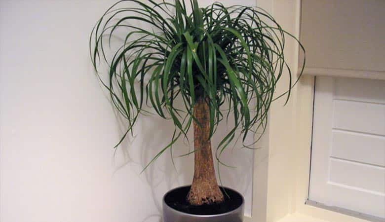 House-Plant-3-pounds