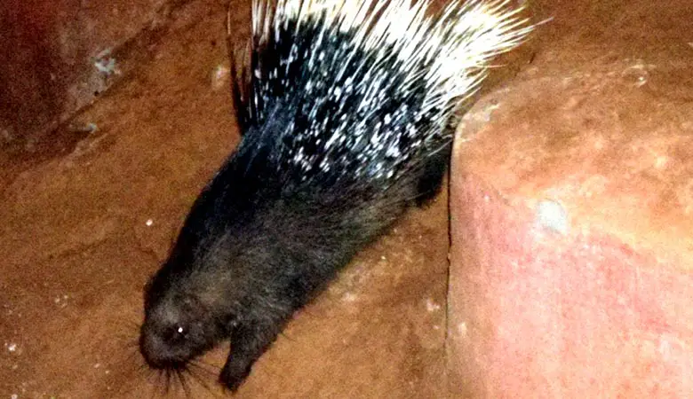 Indian-Crested-Porcupine-heavy-rodent
