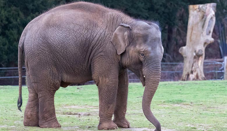 Indian-elephant-weight