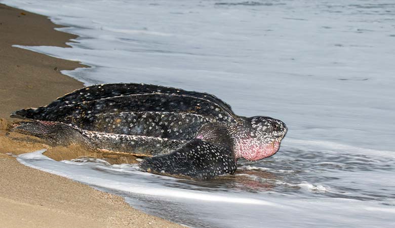 Leatherback-Sea-Turtle-heavy-reptile