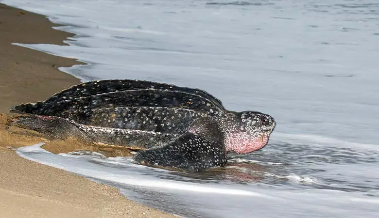 Leatherback-Sea-Turtle-heavy-reptile
