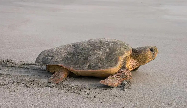 Loggerhead-Sea-Turtle-heavy-reptile