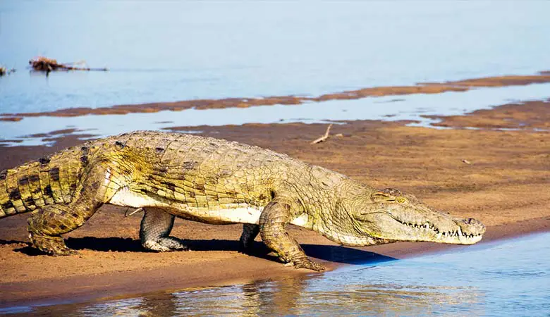 Nile-Crocodile-heavy-reptile