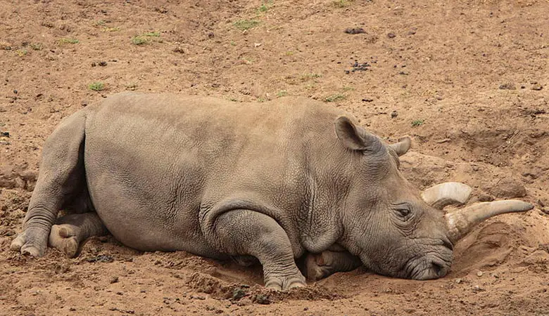 Northern-white-rhino-weight