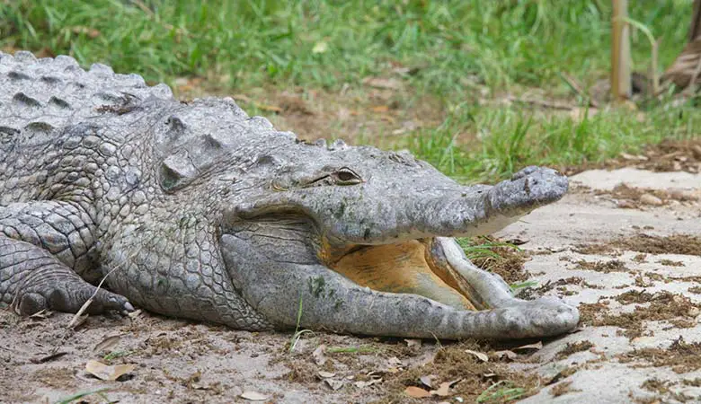 Orinoco-Crocodile-heavy-reptile
