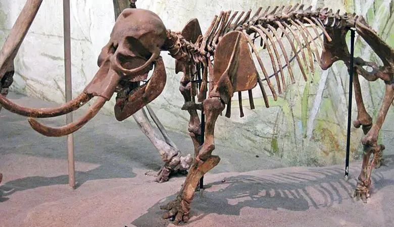 Palaeoloxodon-Falconeri-weight