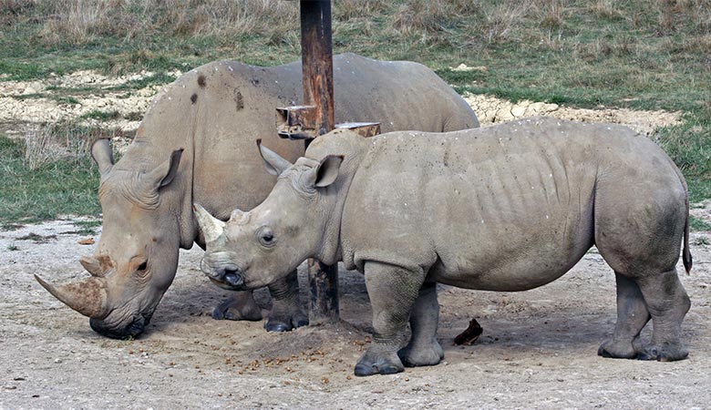 Southern-white-rhino-weight