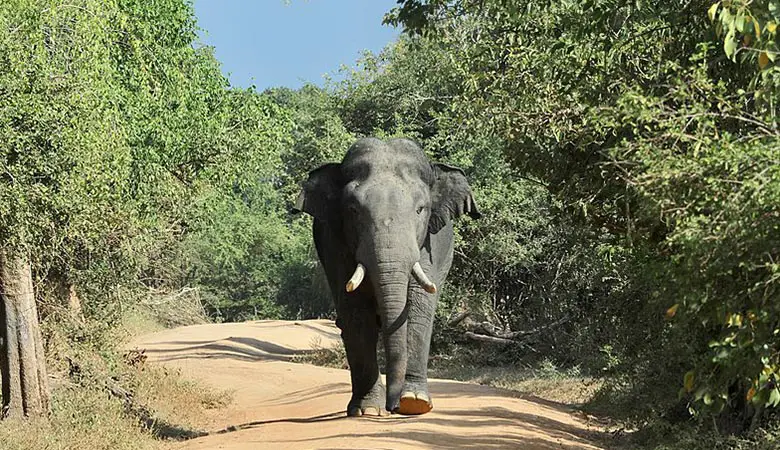 Sri-Lankan-elephant-weight