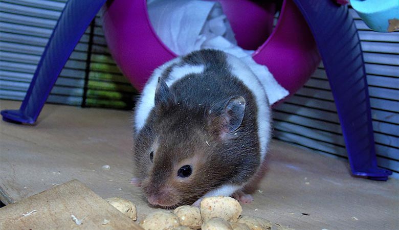 Syrian-hamster-10-ounces