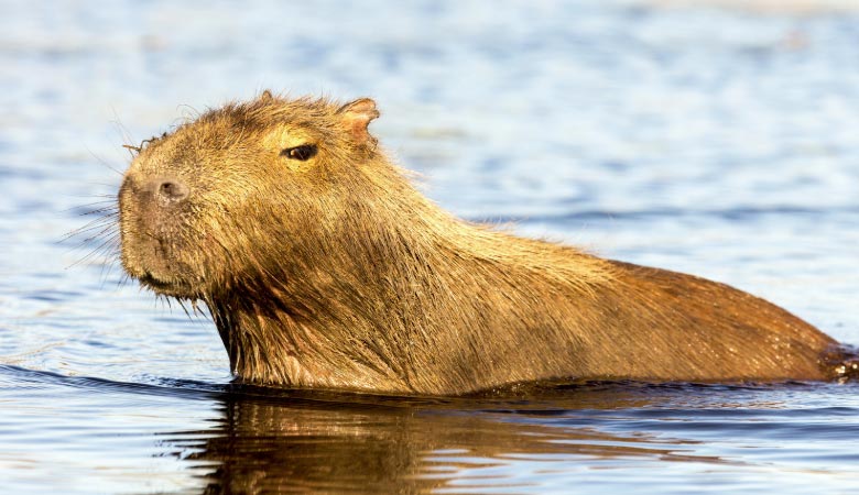 The-Capybara-heavy-rodent