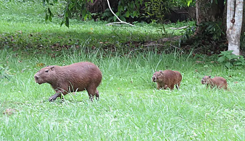 The-Lesser-Capybara-heavy-rodent