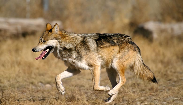 The-Mexican-wolf-weight