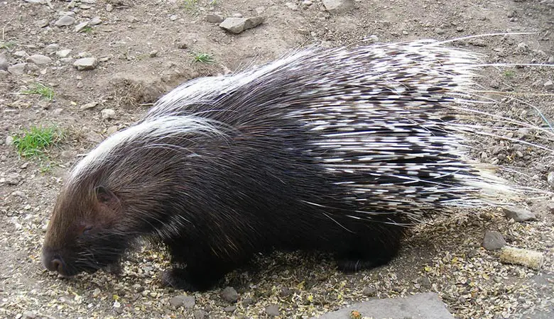 The-South-African-Porcupine-heavy-rodent1