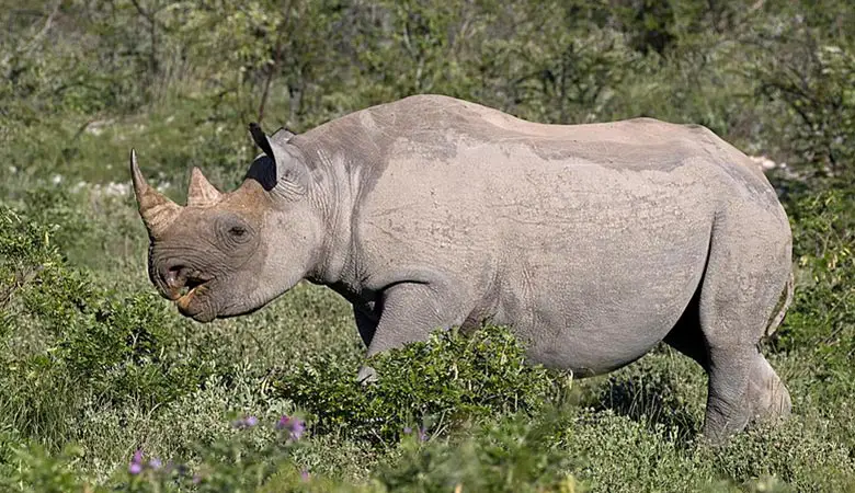 Western-black-rhino-weight