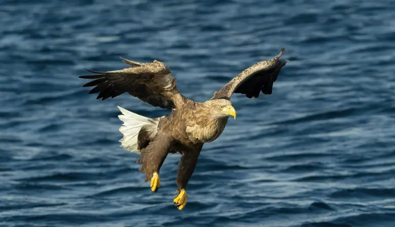 White-Tailed-Eagle-weight