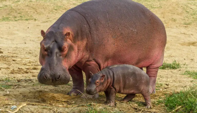 baby-hippo-100-pounds