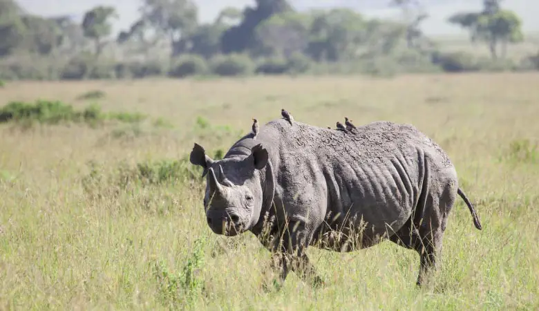 black-rhino-weight