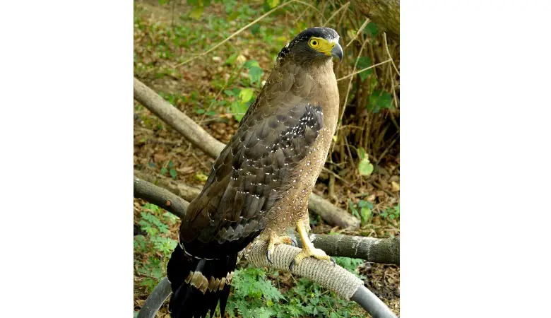 crowned-eagle-weight