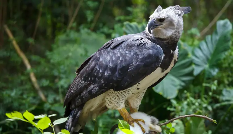 harpy-eagle-weight