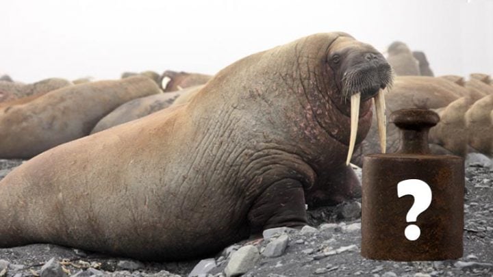 how-much-does-a-walrus-weigh